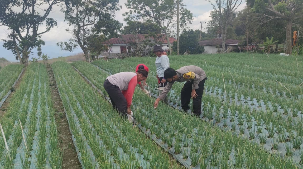 Kegiatan Ketahanan Pangan Program Pemanfaatan Lahan di Polsek Lembang Jaya