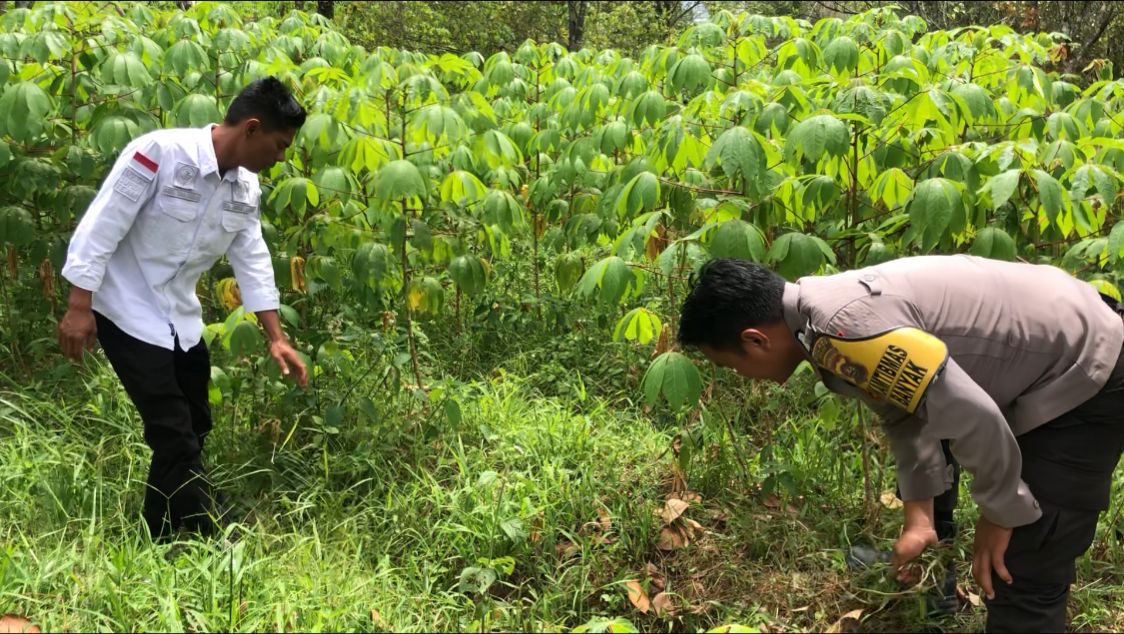 Meningkatkan Ketahanan Pangan di Solok: Polisi Bersama Masyarakat Kembangkan Lahan Pertanian