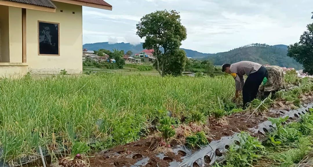 KEGIATAN KETAHANAN PANGAN DI POLSEK LEMBAH GUMANTI, POLRES SOLOK 